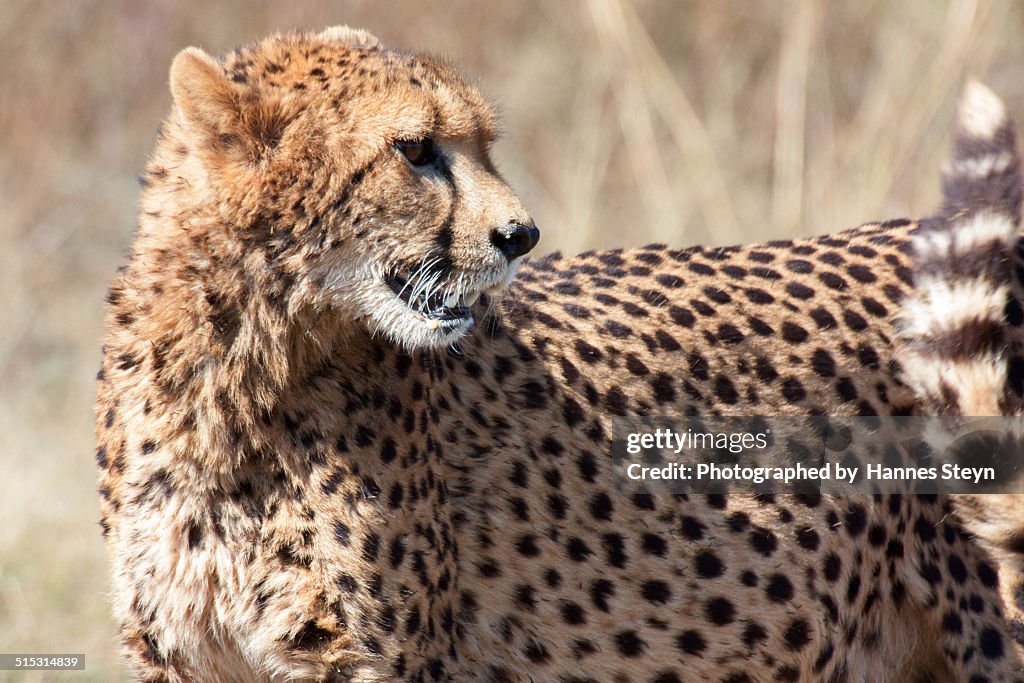 Cheetah on the prowl