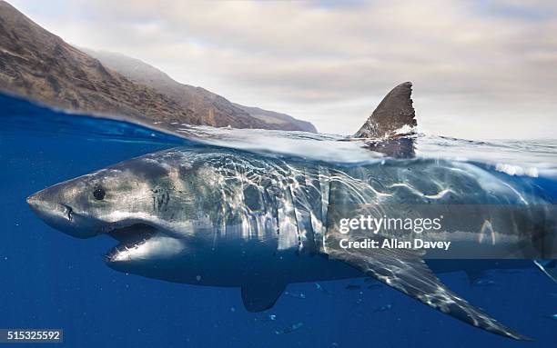 great white shark surfacing - great white shark - fotografias e filmes do acervo