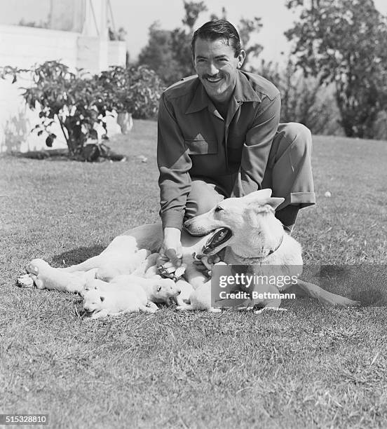 Gregory Peck's Alsatian police dog, Slip, came out with a colossal production of her own when she gave birth to 13 puppies at his Pacific Palisades...