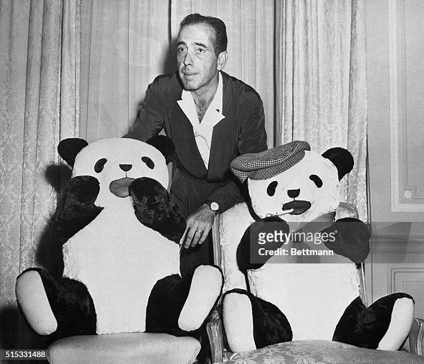 September 29, 1949 - New York: Humphrey Bogart poses with two toy giant pandas like the pair which were involved along with the actor and two New...