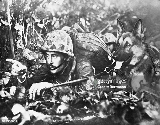 Go Get Him, Pal! Bougainville, N. Solomons: This U.S. Marine is giving silent instructions to his jungle-trained dog in the bush on Bougainville...
