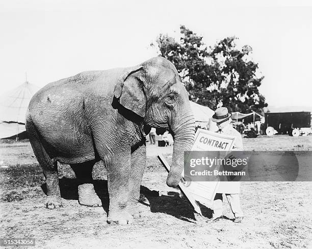 Elephant signs a contract with Universal Pictures to have an important supporting role in the circus movie Spangles. ?Minnie? the elephant is shown...