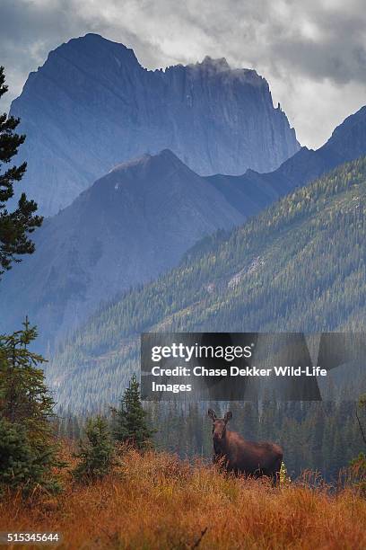 female moose - canada moose stock pictures, royalty-free photos & images