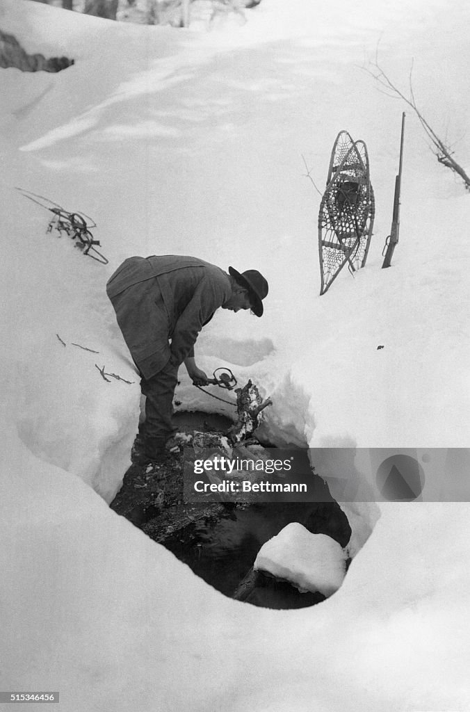 Forest Ranger Snow A Rangers of the U.S. Forest Service setting a trap in the snow to ...
