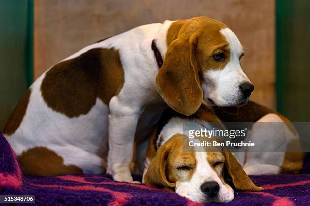Pair of Beagles rest on a bench on the final day of Crufts 2016 on March 13, 2016 in Birmingham, England. First held in 1891, Crufts is said to be...