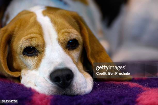 Beagle rests on a bench on the final day of Crufts 2016 on March 13, 2016 in Birmingham, England. First held in 1891, Crufts is said to be the...