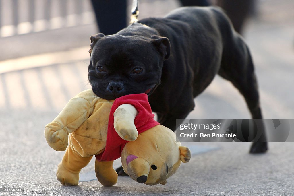 Crufts Dog Show 2016 - Final Day