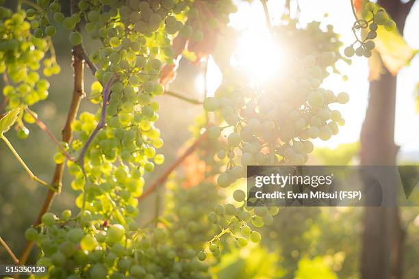 prosecco grapes on the vine - prosecco stock pictures, royalty-free photos & images