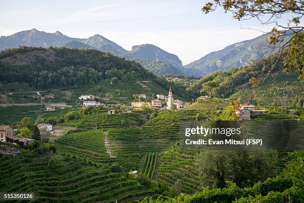 overlooking wine country - treviso italian stock-fotos und bilder