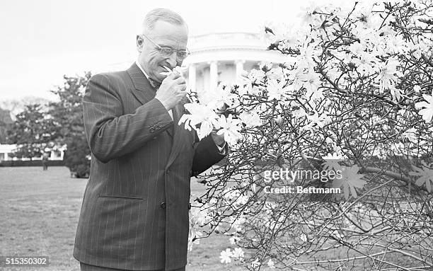 Washington, D.C.: President Harry S. Truman, who said he is "not alarmed" by the international situation, stops to enjoy the fragrance of a stellata...