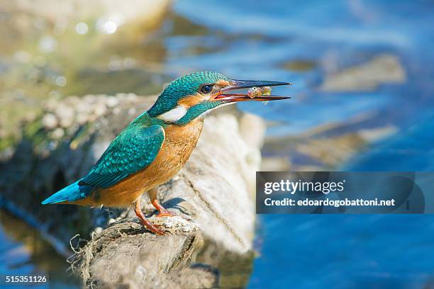 kingfisher fishing - edoardogobattoninet stock pictures, royalty-free photos & images