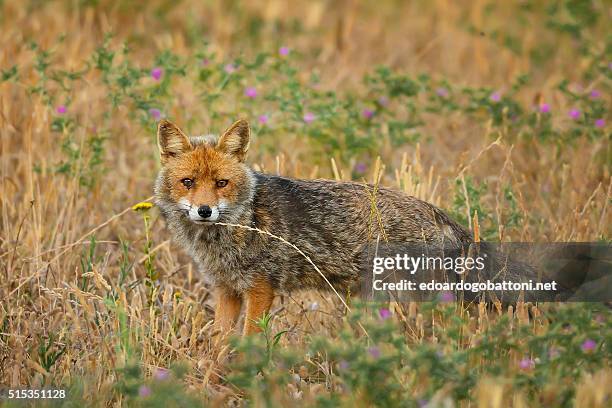 the fox - edoardogobattoninet stock pictures, royalty-free photos & images