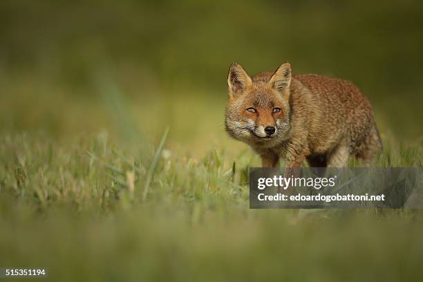 fox's secret - edoardogobattoninet stock pictures, royalty-free photos & images