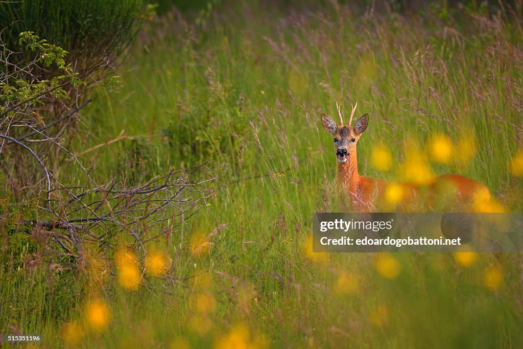 In the evening a deer