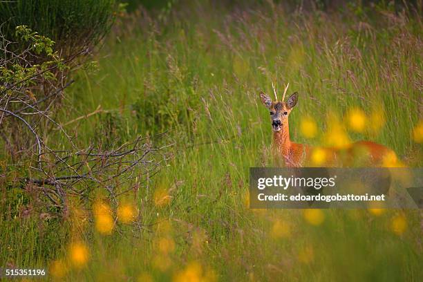 in the evening a deer - edoardogobattoninet stock pictures, royalty-free photos & images