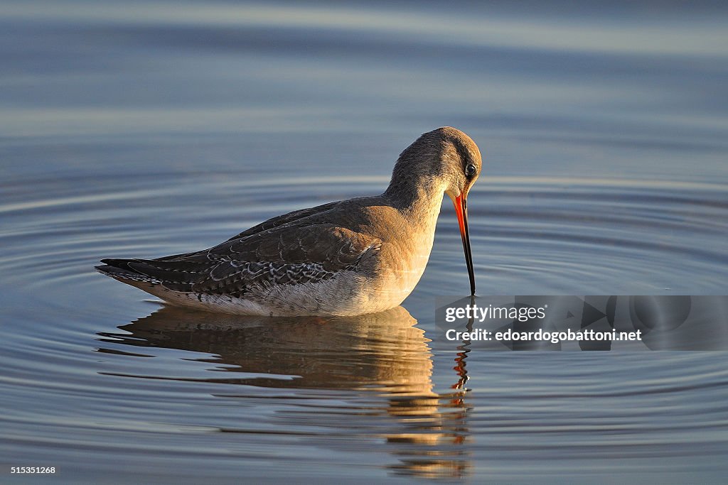 Spotted redshank