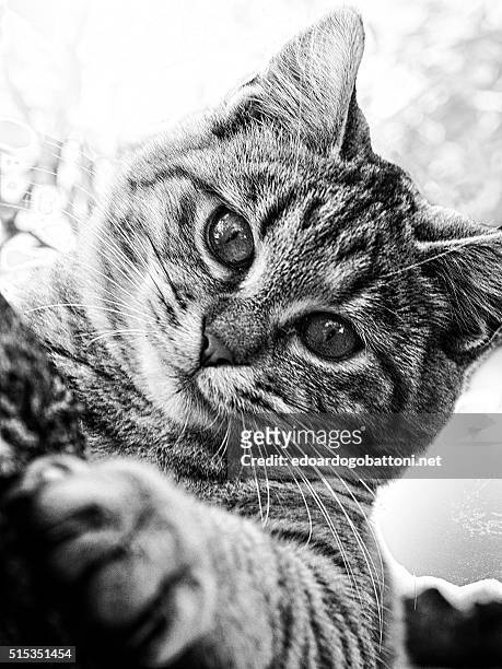 inside a cat's eyes you get lost - edoardogobattoninet stock pictures, royalty-free photos & images