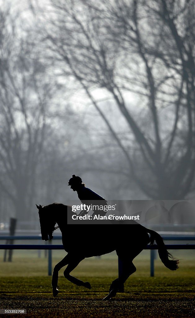 Cheltenham Gallops