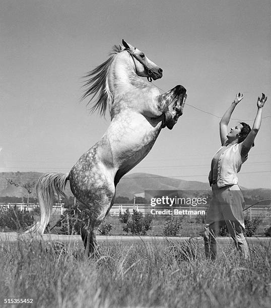 Pomona, CA- Raseyn, champion of American Arabian stallions, is put through his paces by Miss Monaei Lindley, wealthy young equestrienne who is a...