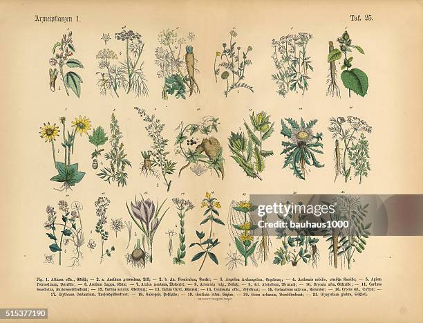 illustrazioni stock, clip art, cartoni animati e icone di tendenza di erbe medicinali e piante, vittoriano, illustrazioni botanico - arnica