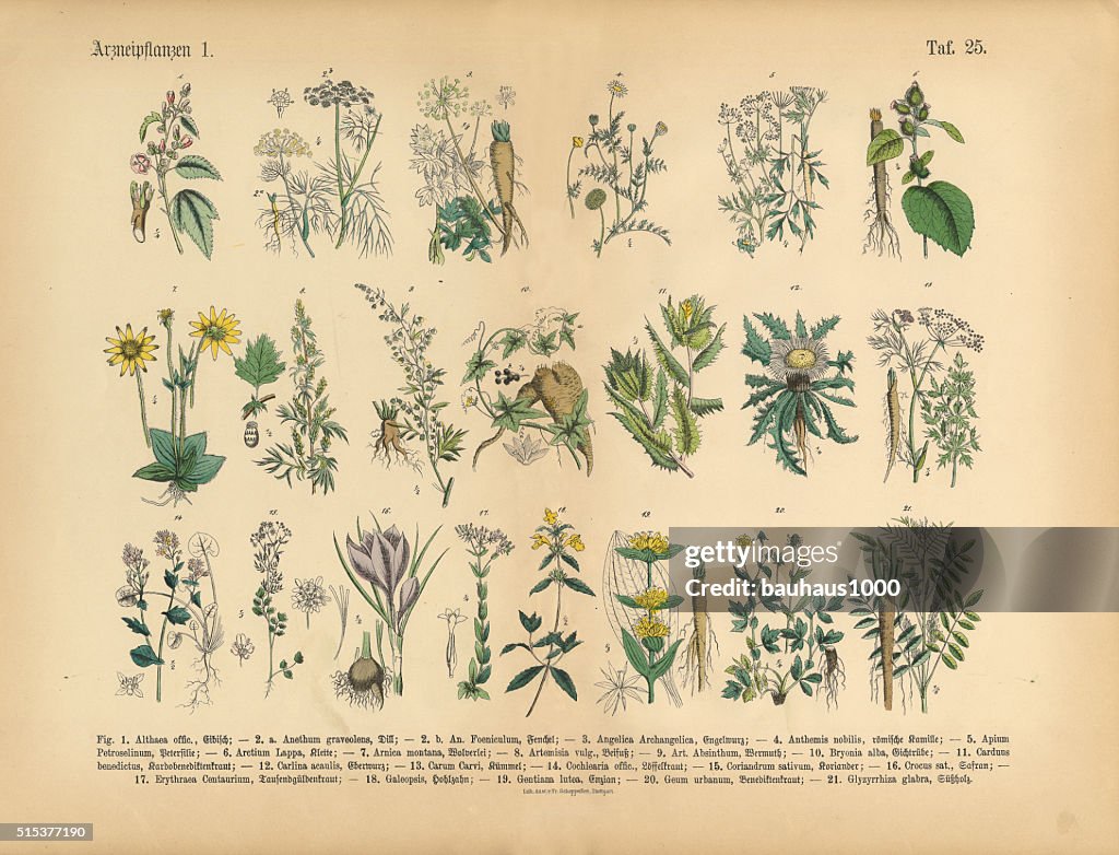 Medicinal and Herbal Plants, Victorian Botanical Illustration