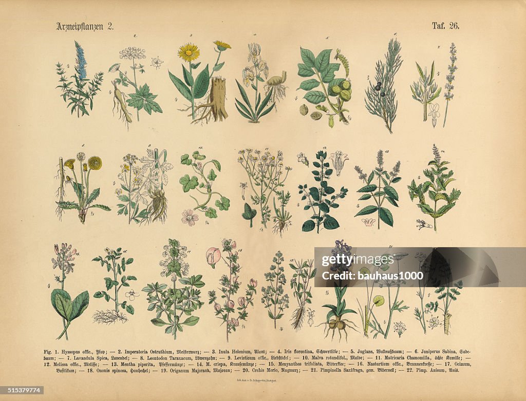Medicinal and Herbal Plants, Victorian Botanical Illustration