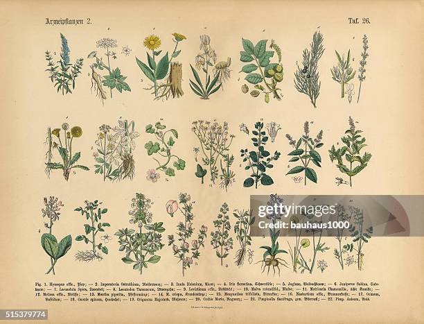 stockillustraties, clipart, cartoons en iconen met medicinal and herbal plants, victorian botanical illustration - kruidengeneeskunde