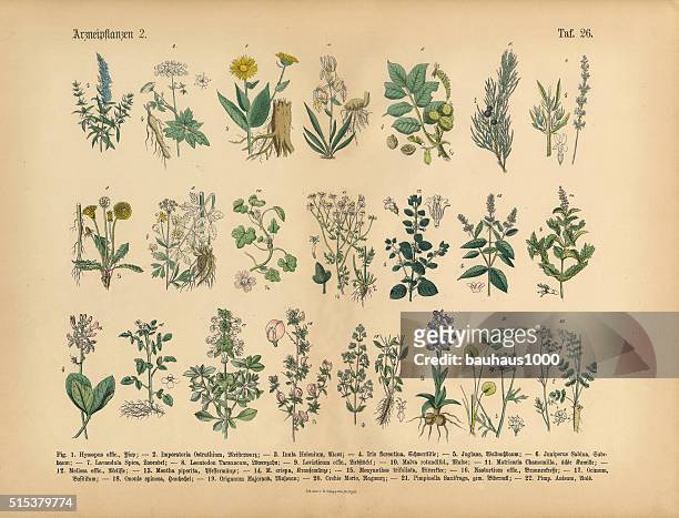 medicinal and herbal plants, victorian botanical illustration - botany stock illustrations