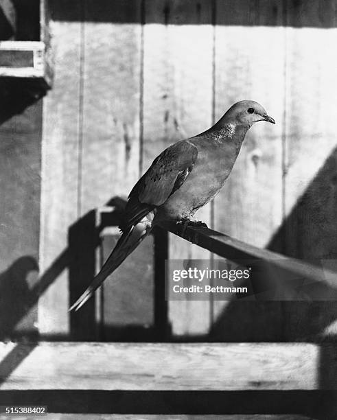 The last male passenger pigeon, which died in 1912.