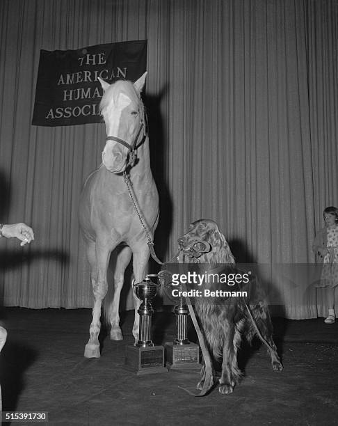 Hollywood, Calif.: Televisions talking horse Mr. Ed and canine star Big Red trotted off with the American Humane Association's 13th Annual Patsy...