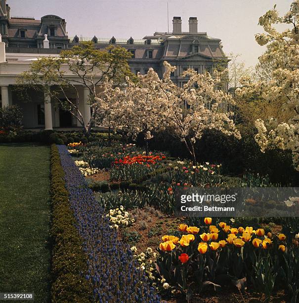 Flowers are in full bloom in the White House Rose Garden, Washington, DC, on April 27, 1963.