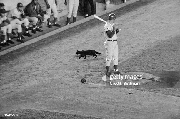 Black cat crosses the path of Chicago Cubs player Ron Santo as he waits his turn at bat in a crucial game against the New York Mets. The Cubs went on...