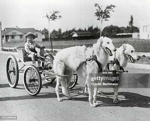 Prize Dogs at Los Angeles show of the many attractive features that marked the closing of the bench show at the Los Angeles Kennel Club, little Edwin...