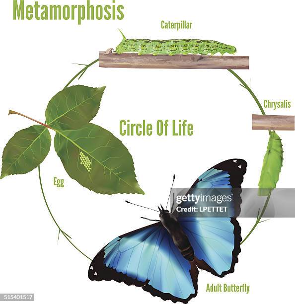 ilustrações de stock, clip art, desenhos animados e ícones de ciclo de vida de insectos-vectores ilustração - ciclo de vida