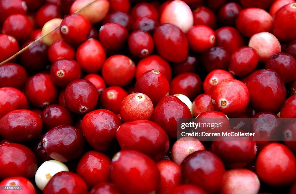 Harvest Begins At Colorful Cranberry Bogs