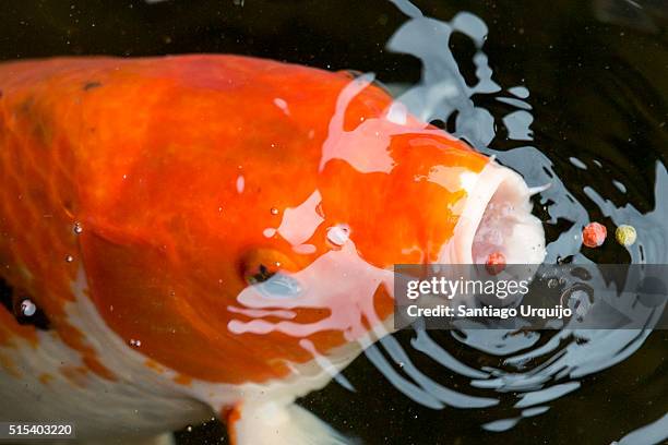 japanese koi carp (cyprinus carpio) with open mouth - cipriniformi foto e immagini stock