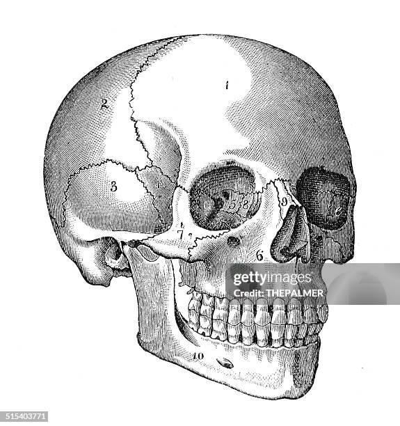 stockillustraties, clipart, cartoons en iconen met human skull engraving - menselijke schedel