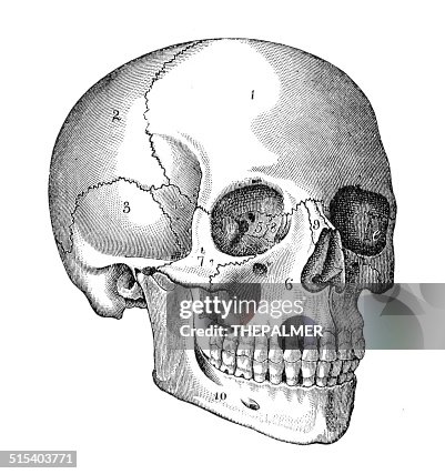 Human Skull Engraving Human Skull Engraving