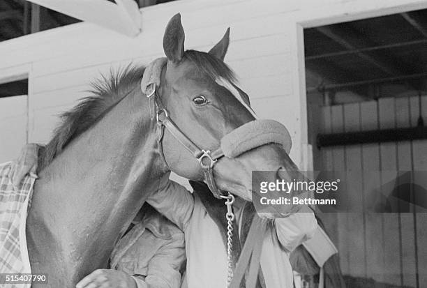 Louisville, Ky.: Favorites in the 104th running of the Kentucky Derby are pictured at Churchill Downs. Alydar unbeaten this year, won his last race...