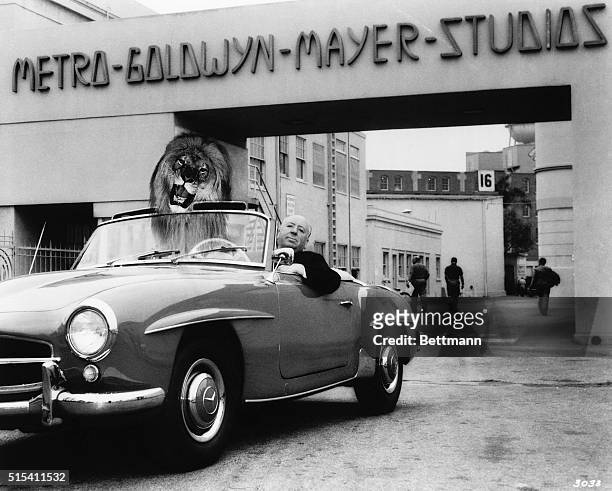 Alfred Hitchcock poses in his Mercedes-Benz 190 SL convertible with an illusion of the MGM lion in the passenger seat. "Hitch" was on the studio lot...