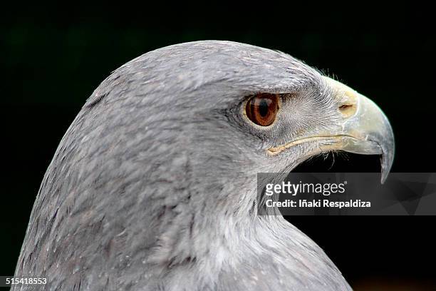 chilean blue eagle - iñaki respaldiza stock-fotos und bilder
