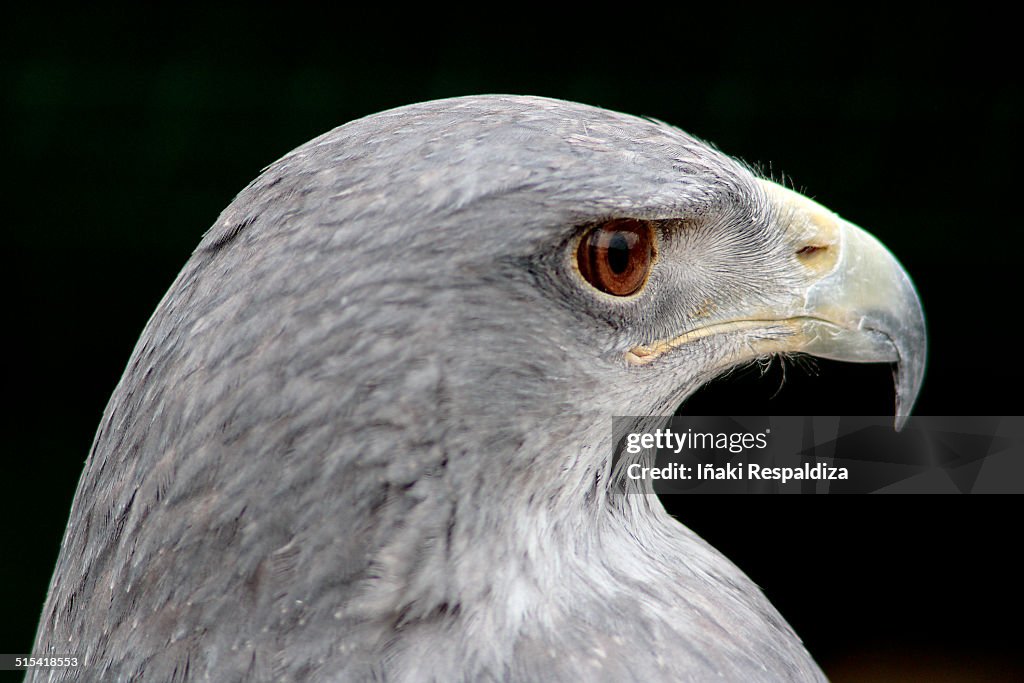 Chilean blue eagle