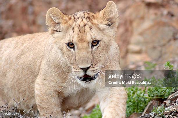 lion cub - iñaki respaldiza stock-fotos und bilder