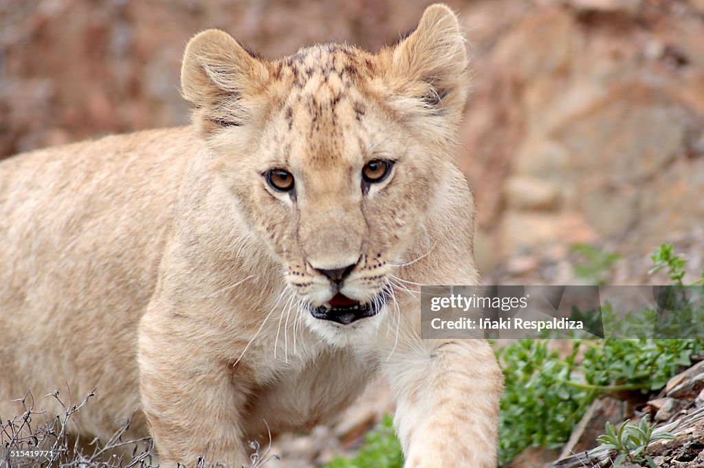 Lion Cub