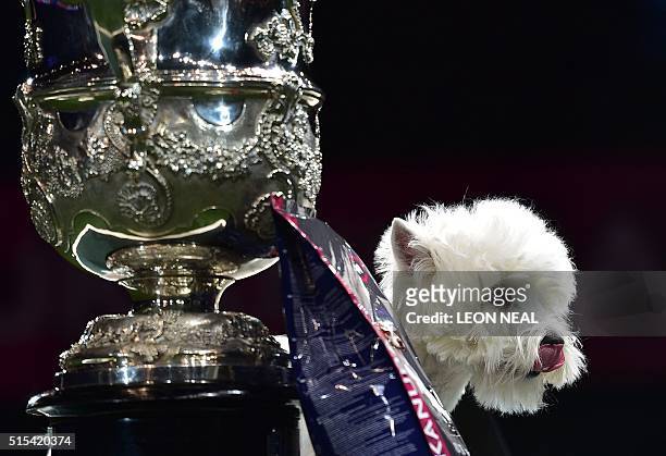 "Burneze Geordie Girl" the West Highland White Terrier, with her trophy as the winner of the Best in Show competition at the Crufts Dog Show in...