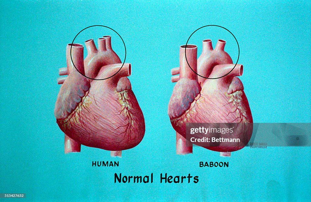 Human and Baboon Normal Hearts