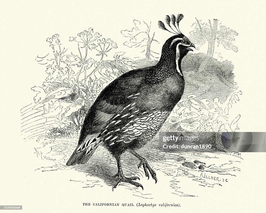 California quail (Callipepla californica)