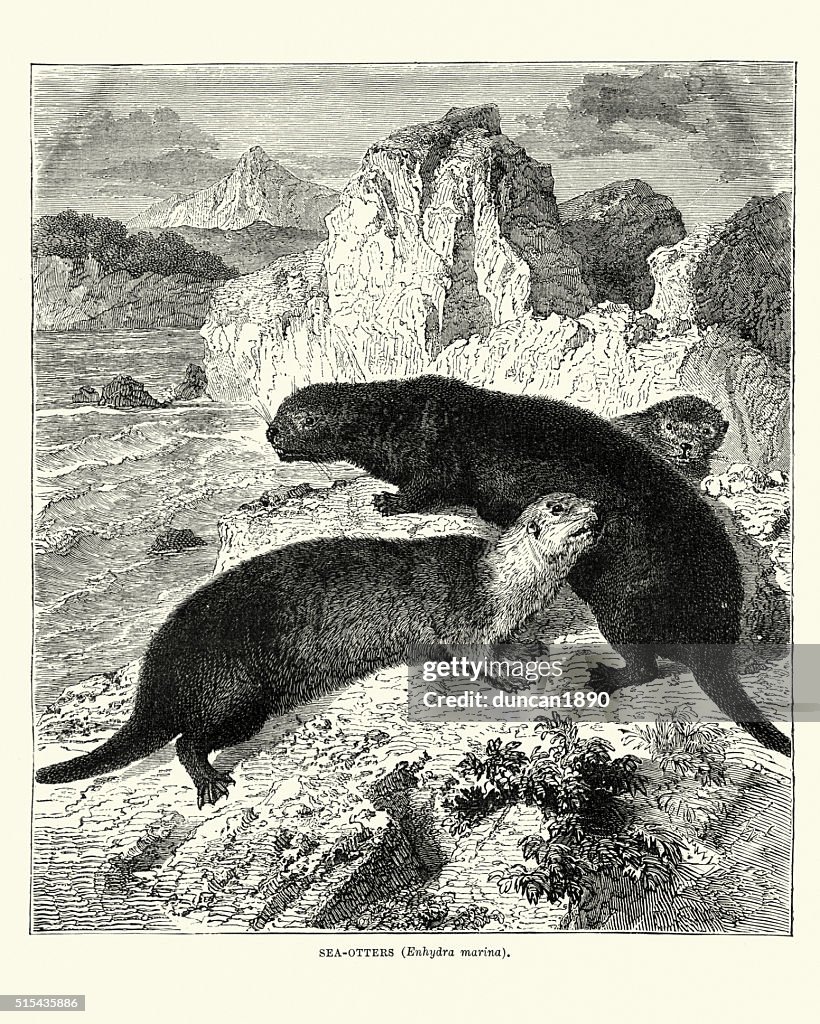 Sea otters