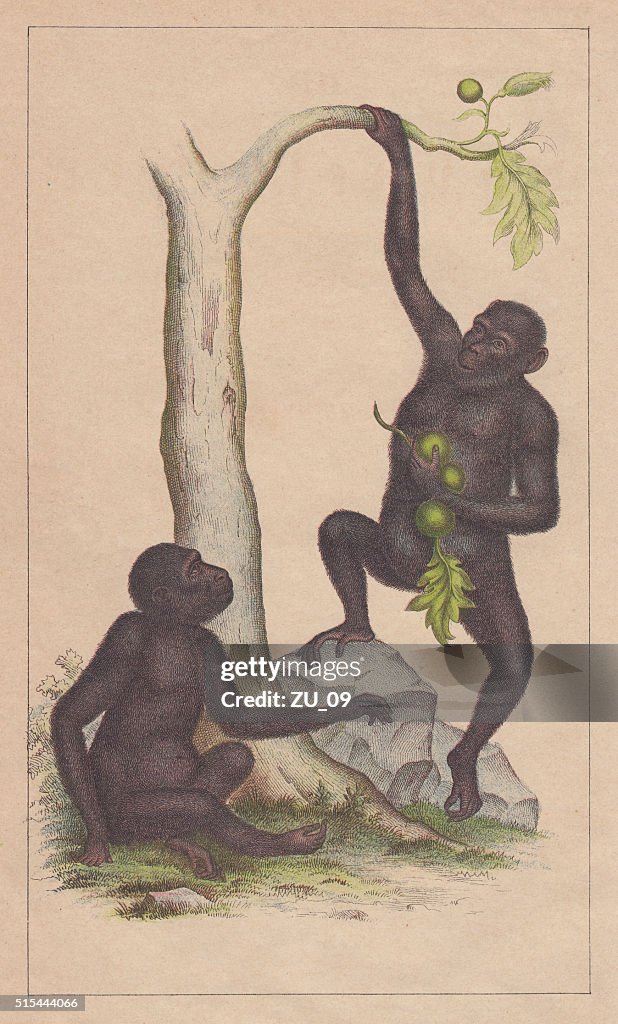 Chimpanzees (Pan troglodytes), lithograph, published in 1873