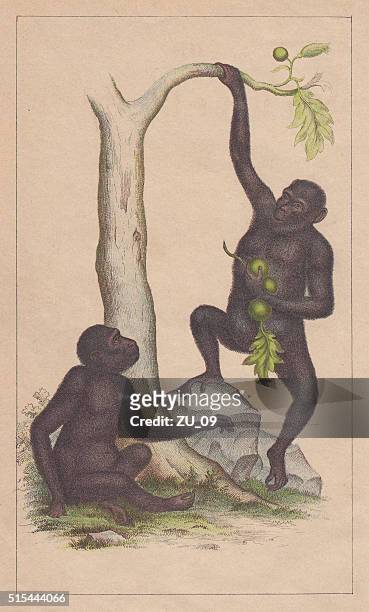 chimpanzees (pan troglodytes), lithograph, published in 1873 - african chimpanzees stock illustrations